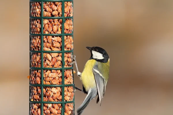 Grande tit no alimentador de amendoim — Fotografia de Stock