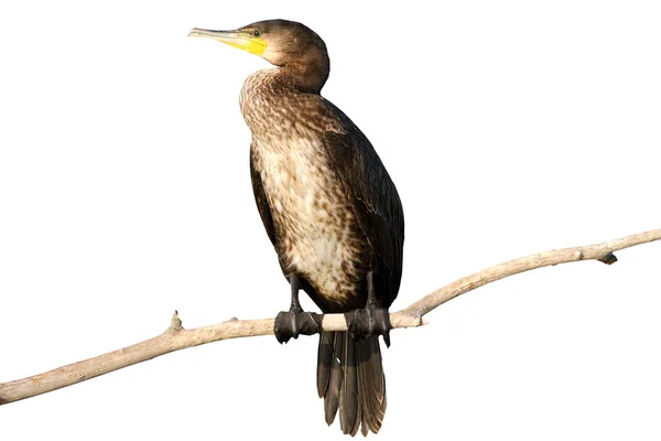 Grand cormoran isolé sur branche — Photo