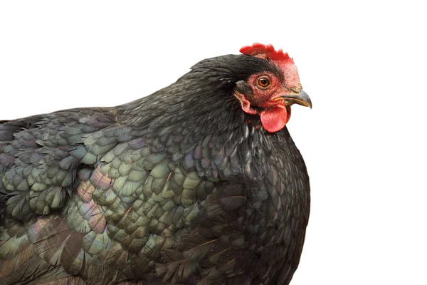 Izole siyah tavuk portre — Stok fotoğraf