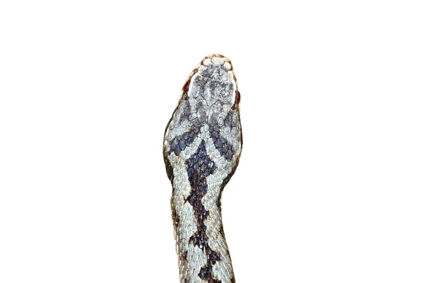 Cabeza aislada de vipera berus — Foto de Stock