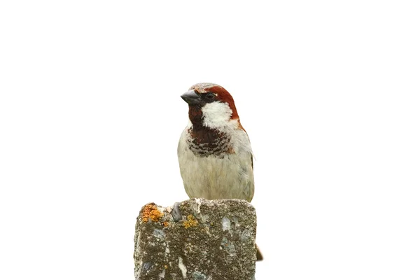 Isolated male house sparrow — Stock Photo, Image