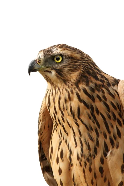 Retrato isolado de eurasian sparrowhawk — Fotografia de Stock