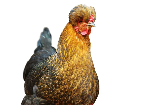 Portrait isolé de poule touffue — Photo