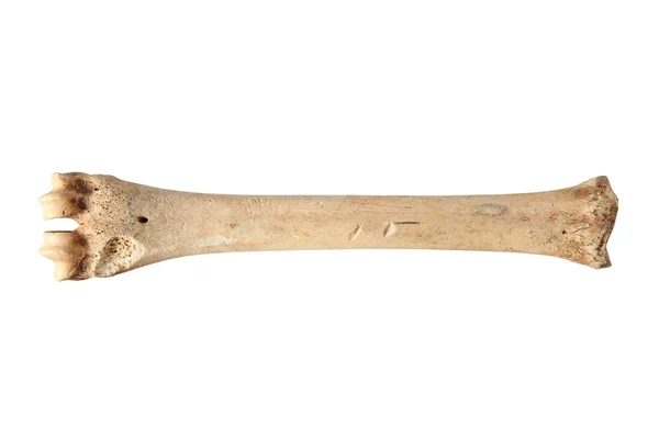 Изолированная кость оленя — стоковое фото