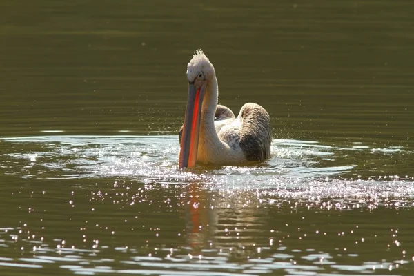 Juvenil stor Pelikan på dammen — Stockfoto