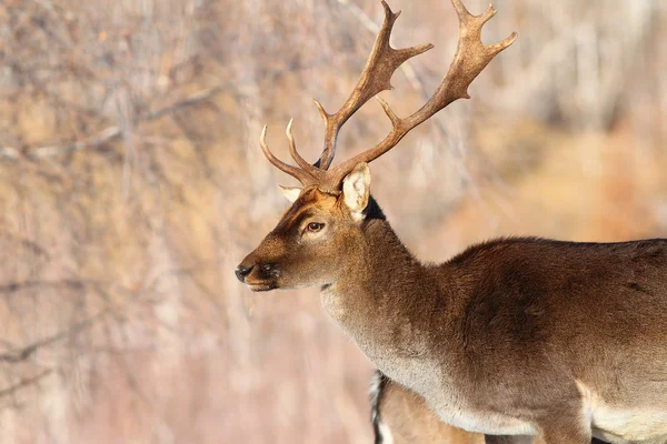 Male fallow deer portrait — Stock Photo, Image