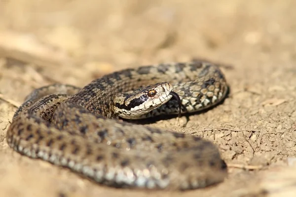 Male meadow viper in defensive position — Stock Photo, Image