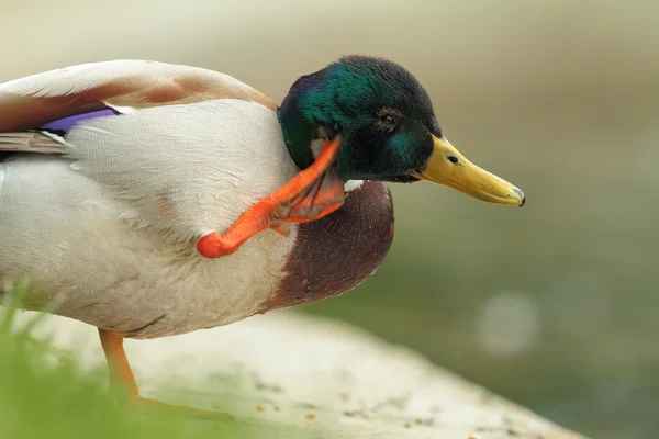 Drake Mallard close-up — Fotografia de Stock