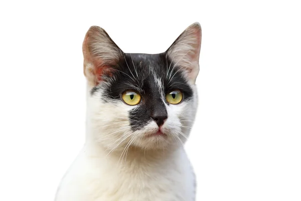 Retrato de gato bonito sobre branco — Fotografia de Stock