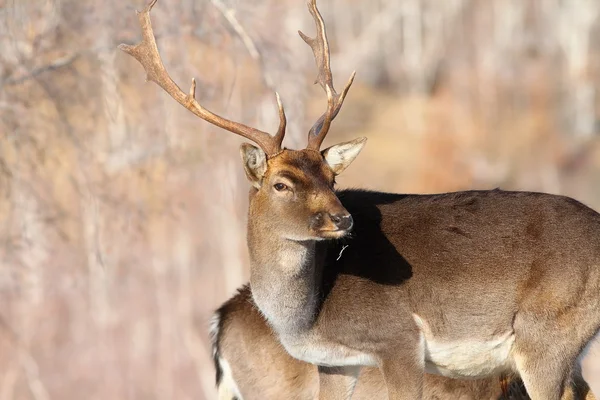 Outdoor portrait of fallow deer buck — Stock Photo, Image