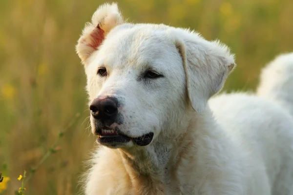 Retrato al aire libre de perro pastor blanco rumano — Foto de Stock