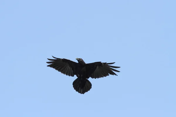 Raven on the sky — Stock Photo, Image