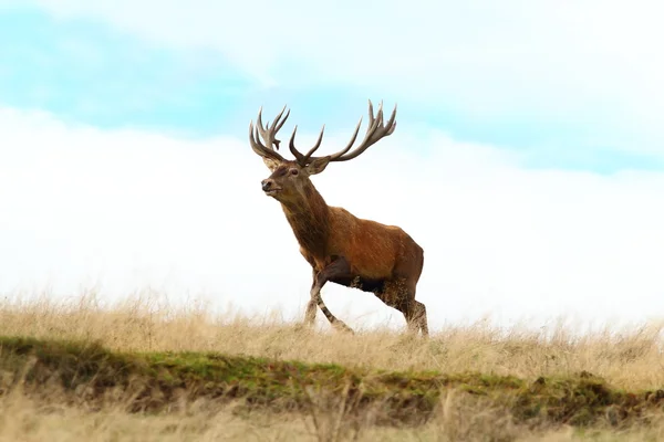 Red deer buck running on top of a hill — Stock Photo, Image