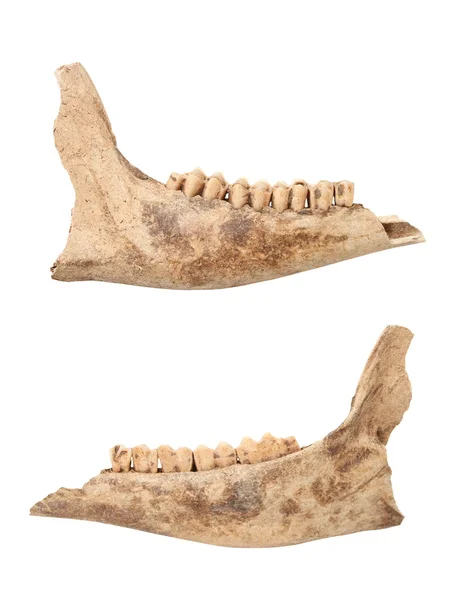 드디어 doe 격리 mandible — 스톡 사진