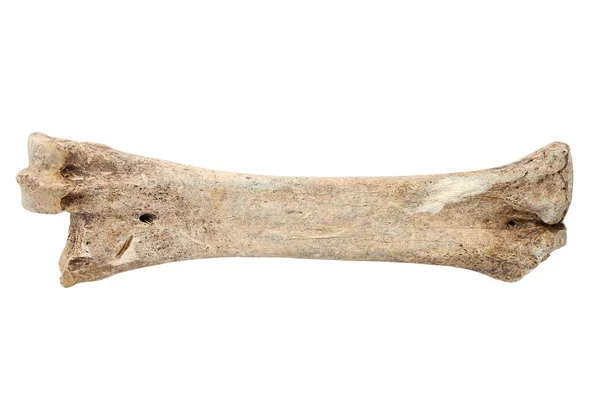 Red deer cannon kości — Zdjęcie stockowe