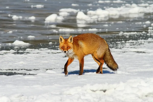 Renard roux sur eau gelée — Photo