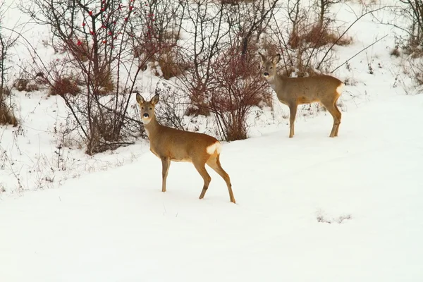 Roe deers in the snow — Stock Photo, Image