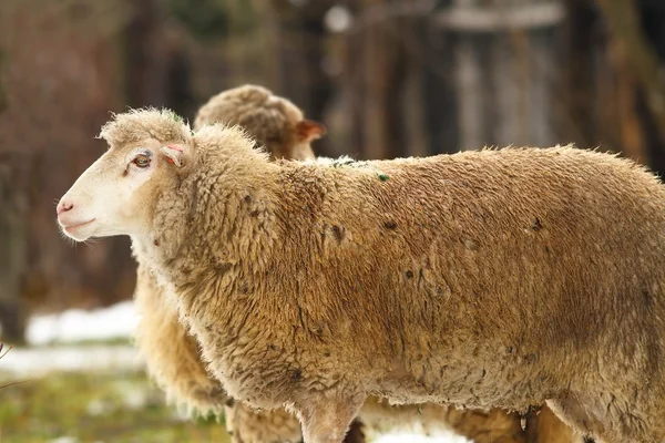 Schafe auf dem Hof — Stockfoto