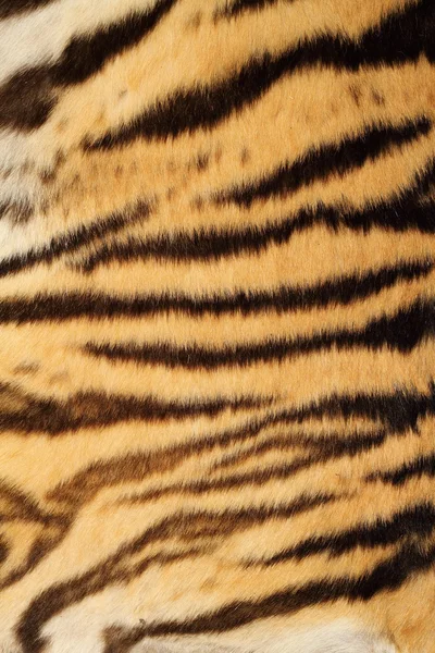 Tigre pele real — Fotografia de Stock