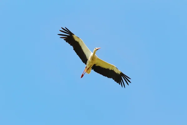 青い空を飛ぶ白いコウノトリ — ストック写真