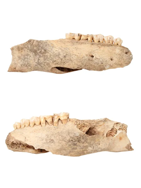 멧돼지 고립 된 고 대 mandible — 스톡 사진