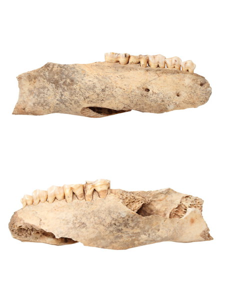 wild boar isolated ancient mandible