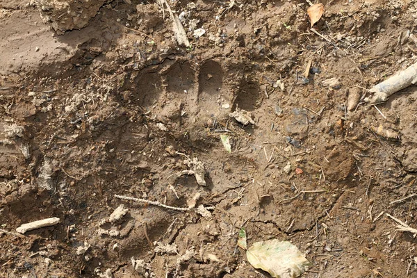 Impronta di orso bruno selvatico nel fango — Foto Stock