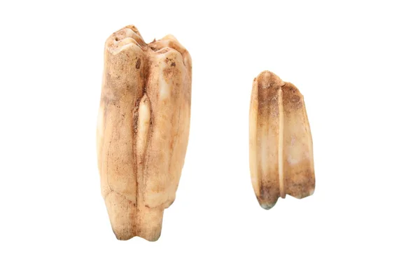 Коренные зубы кабана над белым — стоковое фото