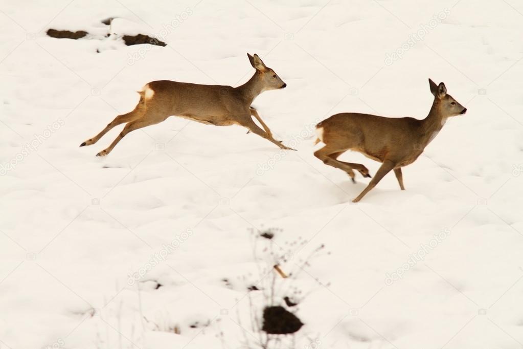 roe deers running in snow