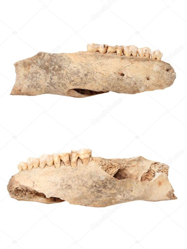 wild boar isolated ancient mandible