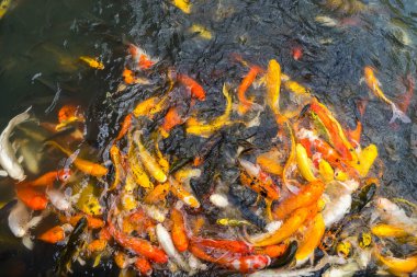 Gölde sazan balığı