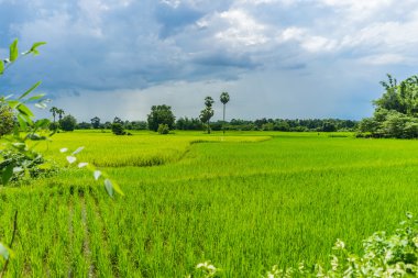 Tayland pirinç fidan alanı