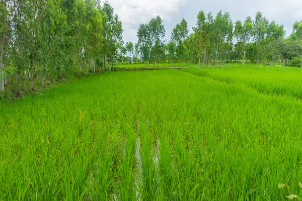 Rice seedlings field in Thailand — Stock Photo, Image