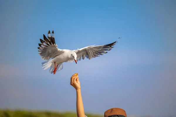 Seagulls Bang Cold Migratory Seagulls Siberia Warm Regions Thailand Making — Stock Photo, Image