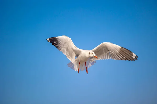 Seagulls Bang Cold Migratory Seagulls Siberia Warm Regions Thailand Making — Stock Photo, Image