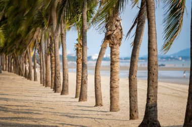 Bangsaen sahilinde akşam vakti hindistan cevizi ağacı. Covid-19 durumundan dolayı çok az insan..