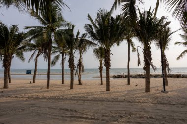 Bangsaen sahilinde akşam vakti hindistan cevizi ağacı. Covid-19 durumundan dolayı çok az insan..