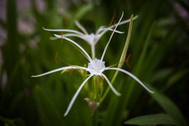 Beyaz örümcek Zambak çiçeği - hymenocallis littoralis