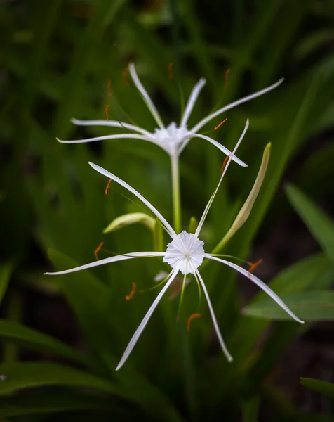 Flori de crin de păianjen alb Hymenocallis littoralis — Fotografie, imagine de stoc
