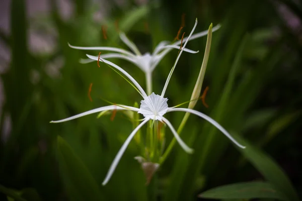 Flor de lirio araña blanca Hymenocallis littoralis —  Fotos de Stock