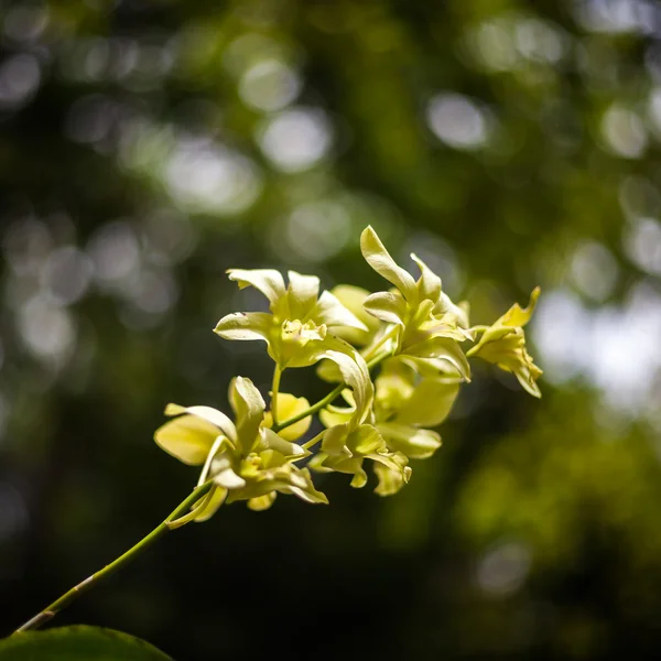 Bella orchidea — Foto Stock