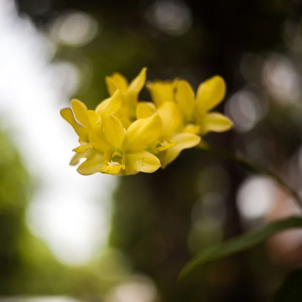 Beautiful orchid — Stock Photo, Image