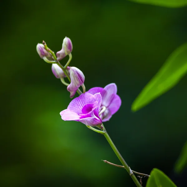 Orquídea bonita — Fotografia de Stock