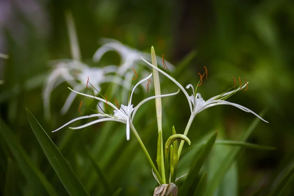 Vit spindel lily flower - hymenocallis littoralis — Stockfoto