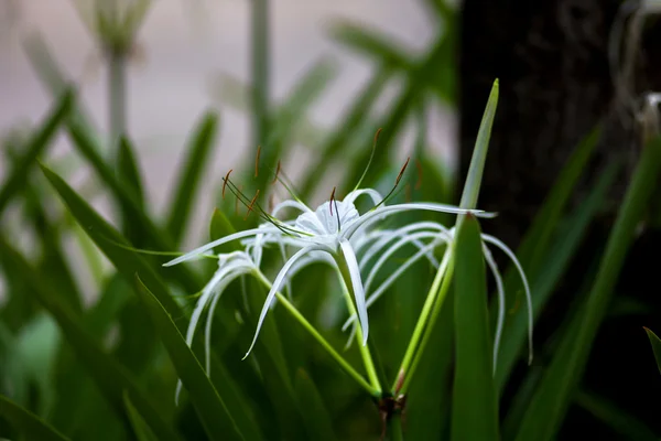 Flori de crin de păianjen alb Hymenocallis littoralis — Fotografie, imagine de stoc