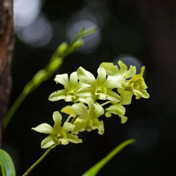 Bella orchidea — Foto Stock