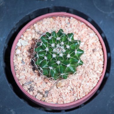 kaktüs: pota ferocactus
