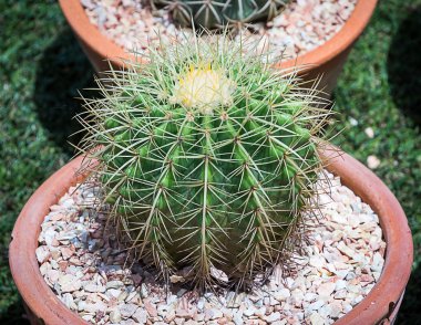 kaktüs: pota ferocactus