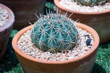 kaktüs: pota ferocactus