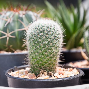 kaktüs: pota ferocactus
